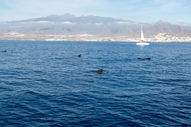 Tekneden izleyen balinalar, Tenerife kıyısında benekli balina ailesi, Kanarya adaları, kışın İspanya