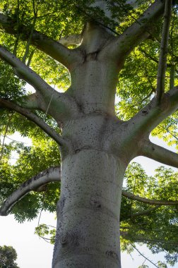 Dev ağaç ceiba pentanrda, Guatemala 'nın ulusal ağacı, kapok ağacı, kapat