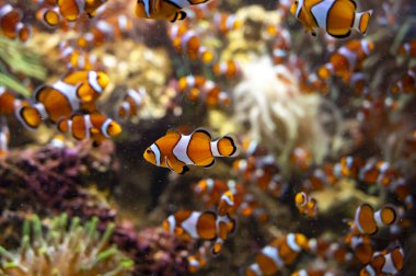 Deniz akvaryumu, tuzlu su ve farklı renklerde mercan resif balığı Amphiprioninae Palyaço Balığı.
