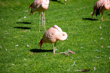 Yeşil çimlerde pembe flamingo egzotik kuşlar kolonisi