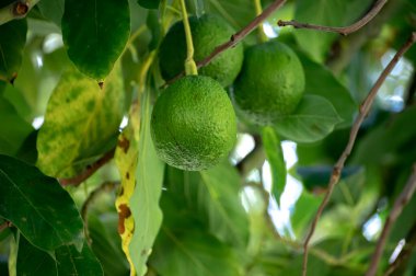 Olgun yeşil Rana avokado meyvesi ağaçta asılı, İspanya 'da organik tarım