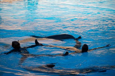 Puerto de la Cruz, Tenerife, Kanarya Adaları, İspanya, 16 Aralık 2021. Bir grup eğitimli yunus su gösterisinde turistlerin önünde bilardo oynuyor.