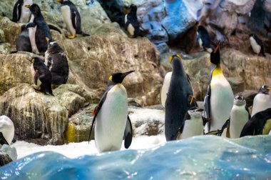 Gentoo ve imparator penguenler kolonisi Hayvanat bahçesinde deniz kuşları