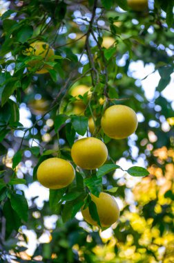 Meyve bahçesinde sallanan büyük sarı narenciye meyveleri.