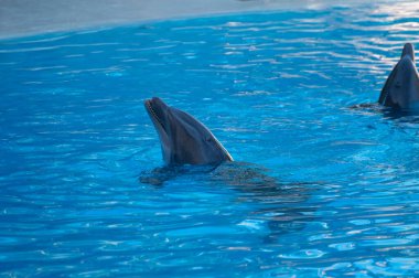 Eğitimli deniz hayvanları yunusları su gösterisinde turistlerin önünde mavi havuzda gösteri yapıyorlar.