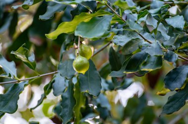 Sert yeşil Avustralya Macadamia fındıkları fidanların dallarında sallanıyor.