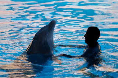 Puerto de la Cruz, Tenerife, Kanarya Adaları, İspanya, 16 Aralık 2021. Bir grup eğitimli yunus su gösterisinde turistlerin önünde bilardo oynuyor.