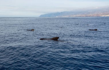 Tekneden izleyen balinalar, Tenerife kıyısında benekli balina ailesi, Kanarya adaları, kışın İspanya