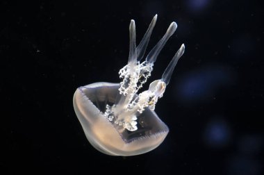 Aurelia aurita yaygın denizanası ya da ay, arka planda fincan tabağı jölesi