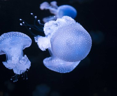 Phyllorhiza punctata denizanası, yüzen çan olarak da bilinir, Avustralya benekli, kahverengi ya da beyaz benekli deniz anası olarak da bilinir.