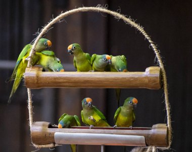 Bir grup yeşil Cordilleran muhabbet kuşu ya da Psittacara ön kuşları yaklaşır.