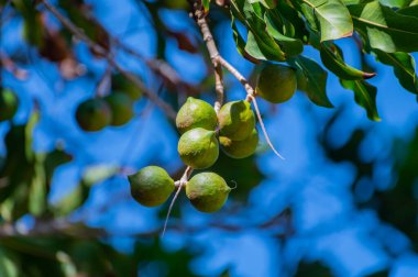 Sert yeşil Avustralya Macadamia fındıkları fidanların dallarında sallanıyor.