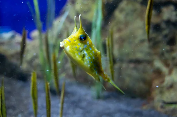 Havsakvarium Med Saltvatten Och Differenet Färgglada Korallrev Fisk Närbild — Stockfoto