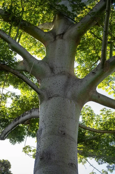 Dev ağaç ceiba pentanrda, Guatemala 'nın ulusal ağacı, kapok ağacı, kapat