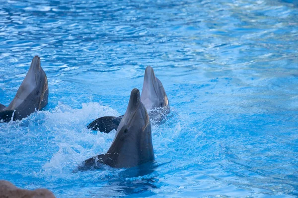 Trained Sea Animals Dolphins Perform Blue Pool Front Tourists Water — Stock Photo, Image