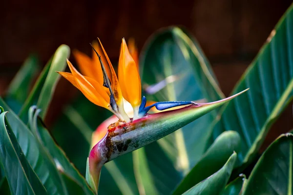 Blüte Von Strelitzia Reginae Farbenfroher Paradiesvogel Botanischen Garten Aus Nächster — Stockfoto