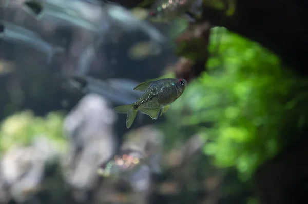 有绿色水生植物的趣味鱼缸中的色彩艳丽的四季鱼 — 图库照片