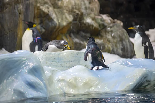 Koloni Gentoo Och Kejsare Pingviner Sjöfåglar Djurpark — Stockfoto