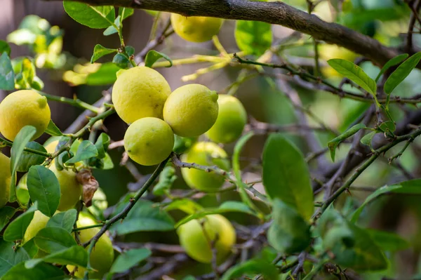 Стиглі Жовті Лимони Цитрусові Звисають Дереві Готові Збирання — стокове фото