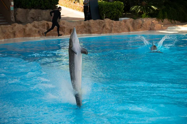 Puerto Cruz Tenerife Islas Canarias España Diciembre 2021 Grupo Delfines — Foto de Stock
