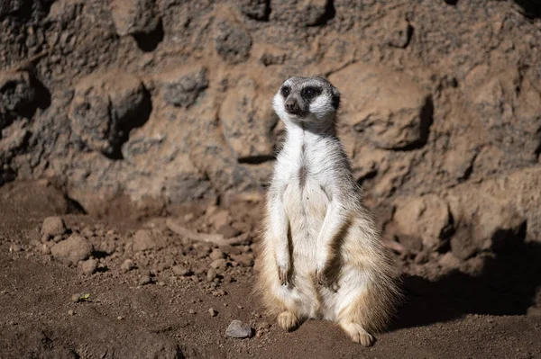 Suricata Suricata Suricatta Suricate Animal Mangosta Pequeña Del Sur África —  Fotos de Stock