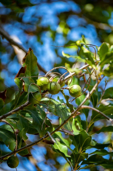 Twarde Zielone Australijskie Orzechy Makadamia Wiszące Gałęziach Dużym Drzewie Plantacji — Zdjęcie stockowe