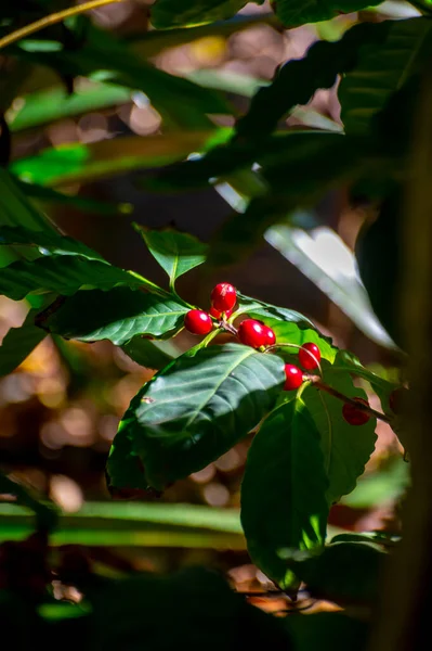 阿拉比卡咖啡树 种植绿色和红色成熟的咖啡樱桃 种植咖啡豆 — 图库照片
