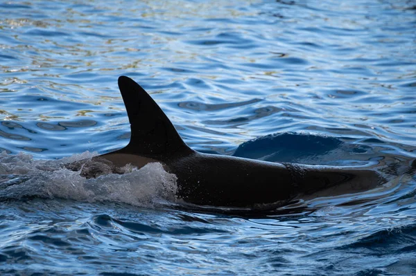 Wyszkoleni Wieloryby Czarno Białe Orki Występują Niebieskim Basenie Przed Turystami — Zdjęcie stockowe