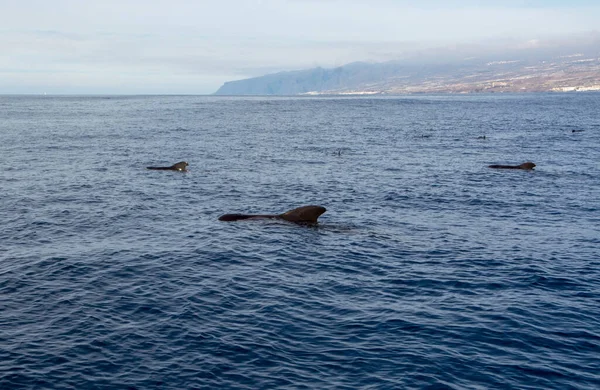 Avistamiento Ballenas Desde Embarcación Avistada Familia Ballenas Cerca Costa Tenerife — Foto de Stock