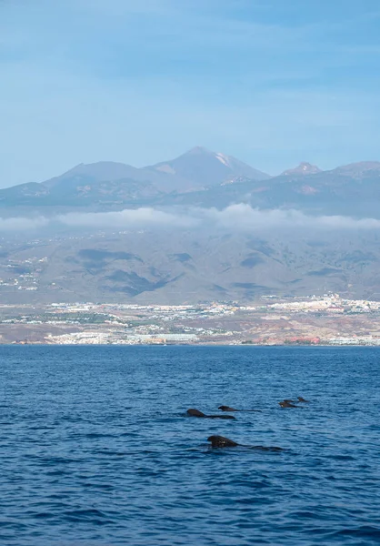 Avistamiento Ballenas Desde Embarcación Avistada Familia Ballenas Cerca Costa Tenerife — Foto de Stock