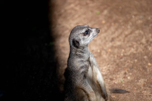 Meerkat Suricata Suricatta Lub Suricate Zwierząt Mała Mangusta Afryki Południowej — Zdjęcie stockowe