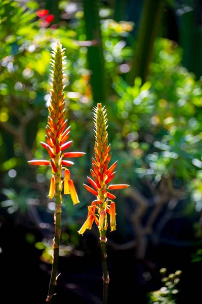 Tenerife Deki Botanik Bahçesindeki Aloe Vera Bitkileri — Stok fotoğraf