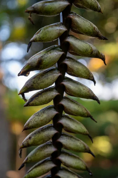 花後の巨大熱帯植物種キクリアナ — ストック写真