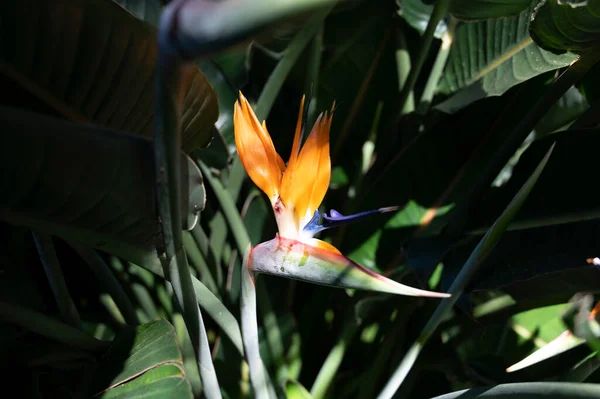 Strelitzia Reginaeの花 植物園の楽園の花のカラフルな鳥が近くにあります — ストック写真
