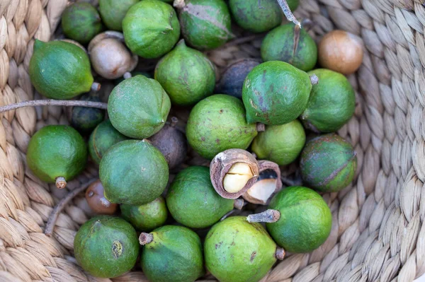 New Harvest Tasty Australian Fresh Ripe Macadamia Nuts Green Shell Stock Picture