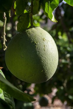 Büyük, yuvarlak, tropikal narenciye meyveleri, çiçek tarlalarında ağaçlarda asılı.