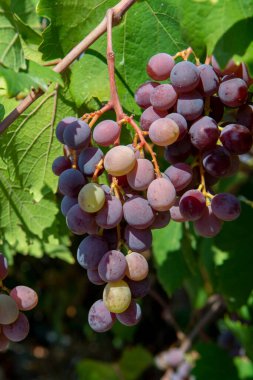 Kıbrıs üzümlerinde olgunlaşan beyaz-pembe çekirdeksiz üzüm demetleri, doğa arka planı