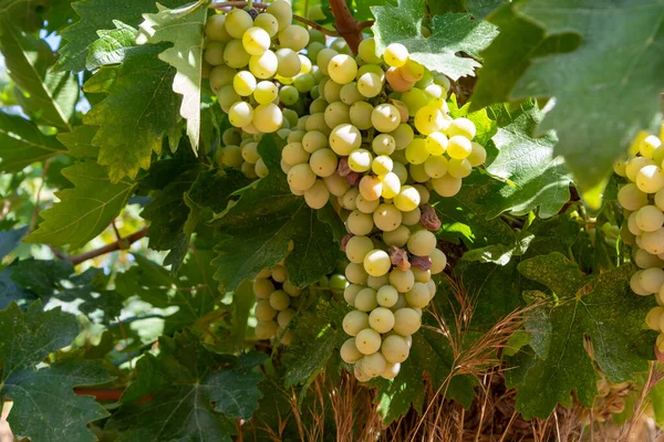 Wijn Industrie Cyprus Eiland Trossen Rijpe Witte Druiven Opknoping Cypriotische — Stockfoto