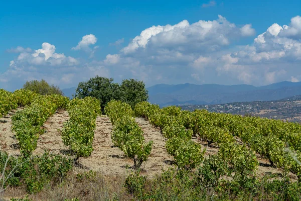 Wijn Industrie Cyprus Eiland Uitzicht Cypriotische Wijngaarden Met Groeiende Druiven — Stockfoto
