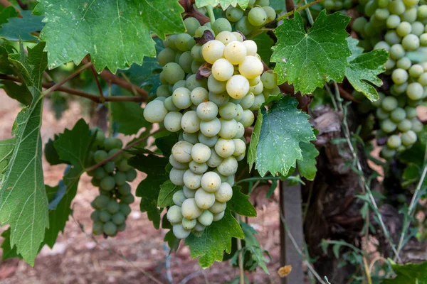 Wine industry on Cyprus island, bunches of ripe white grapes hanging on Cypriot vineyards located on south slopes of Troodos mountain range, ready to harvest