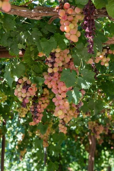 Plantation Raisins Table Sans Pépins Doux Blanc Rose Sur Chypre — Photo