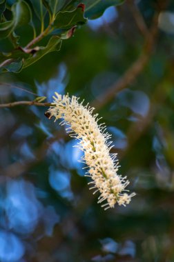 Hard green Australian macadamia nuts and white flowers hanging on branches on big tree on plantation clipart