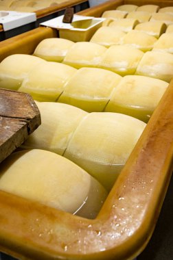 Parma, İtalya 'da küçük bir peynir çiftliğinde parmegiano-reggiano parmesan peyniri yapma süreci, tuzlu günleri emmek için tuzlu su banyosu getiren tekerlekler.