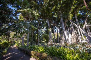 Tenerife, Kanarya Adaları, İspanya 'daki botanik bahçesinde sallanan dev bir çiçek ağacı.