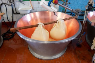 Parma, Reggio-Emilia, İtalya 'daki küçük peynir çiftliğinde parmesanlı parmesan peynirin inek sütünden yapılmış geleneksel bir işlem.