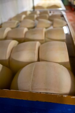 Parma, İtalya 'daki küçük peynir çiftliğinde parmegiano-reggiano parmesan peyniri yapma süreci, tuzlu suyu emmek için tuzlu su banyosu getiren tekerlekler.