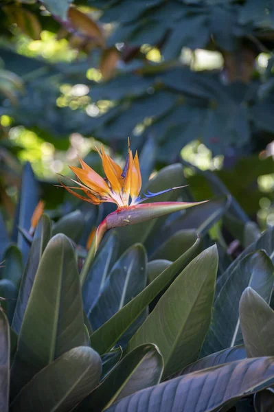 Flor Strelitzia Reginae Pássaro Colorido Flores Paradisíacas Jardim Botânico Fechar — Fotografia de Stock
