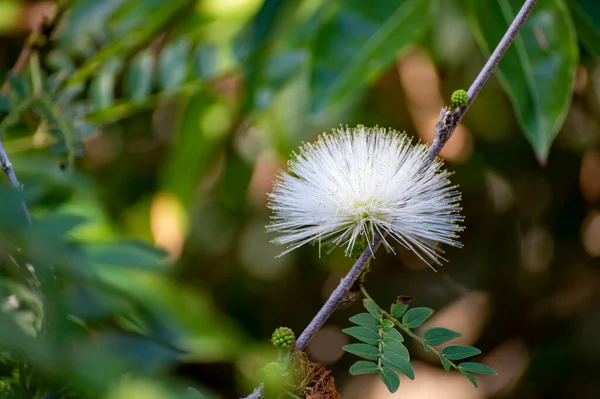 ボリビアからの白いパウダーパフエキゾチックな植物の花のカランドラHaemocephala閉じる — ストック写真