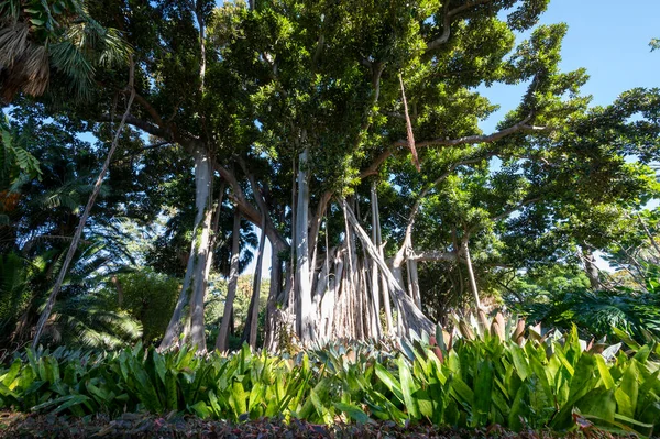 스페인 카나리아 제도의 테네리페에 식물원에 뿌리가 매달려 피쿠스 — 스톡 사진