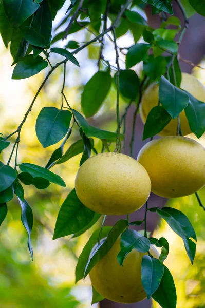 Grandes Cítricos Amarillos Colgando Pomelo Huerto —  Fotos de Stock